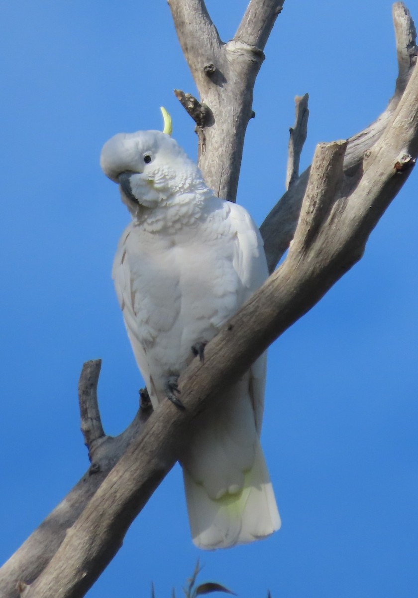 Sulphur-crested Cockatoo - ML360261311