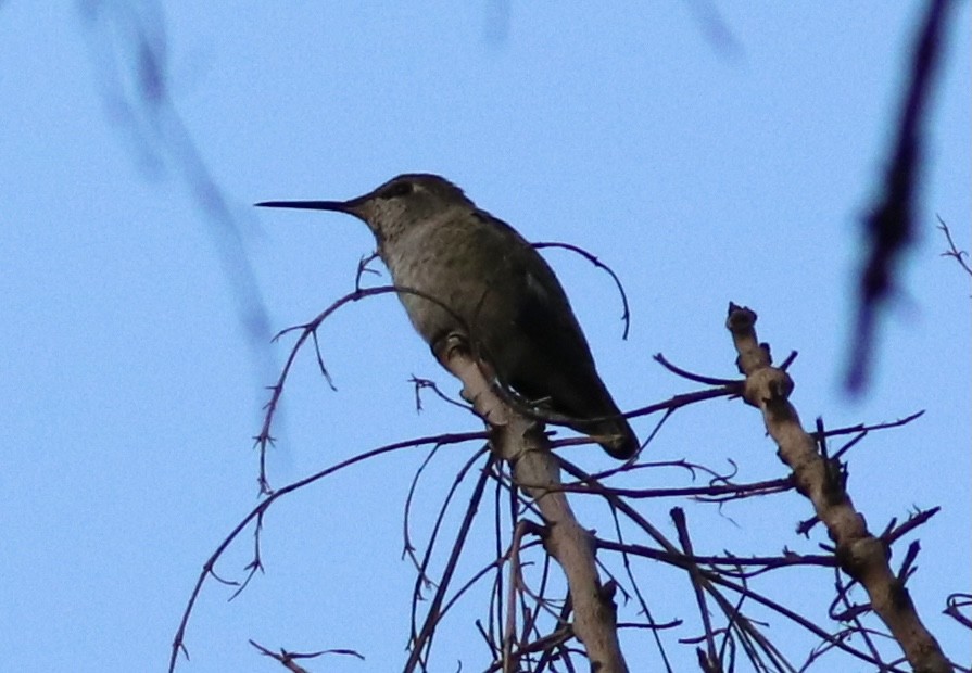 Anna's Hummingbird - Matt Yawney