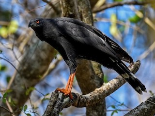 成鳥 (Blackish) - German Garcia - ML360266251