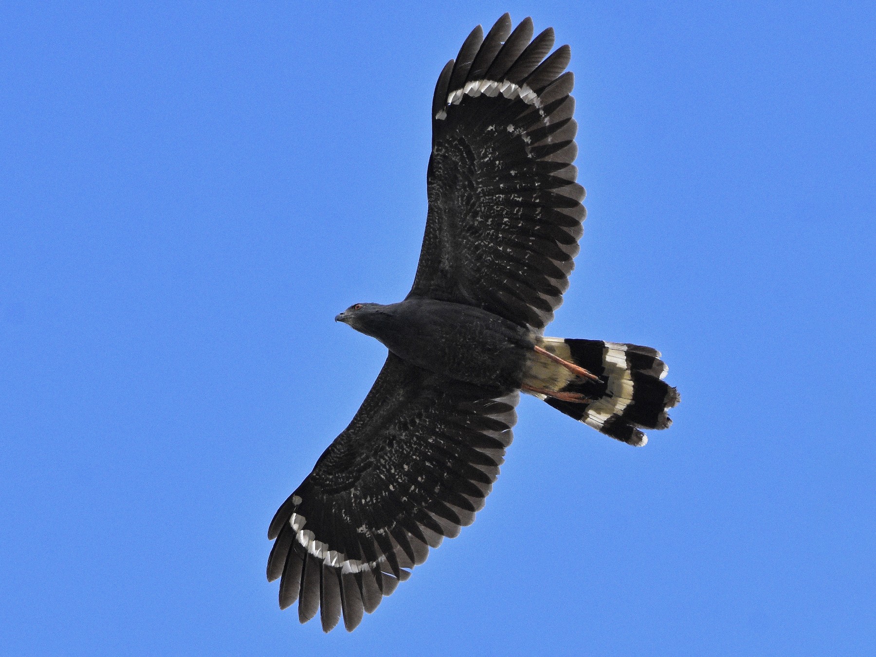 Crane Hawk - Carlos Echeverría