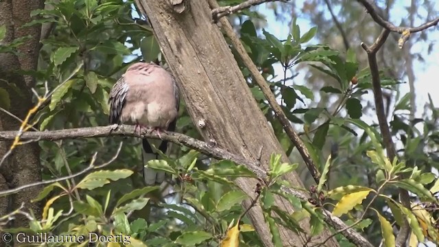 Spotted Dove - ML360268041