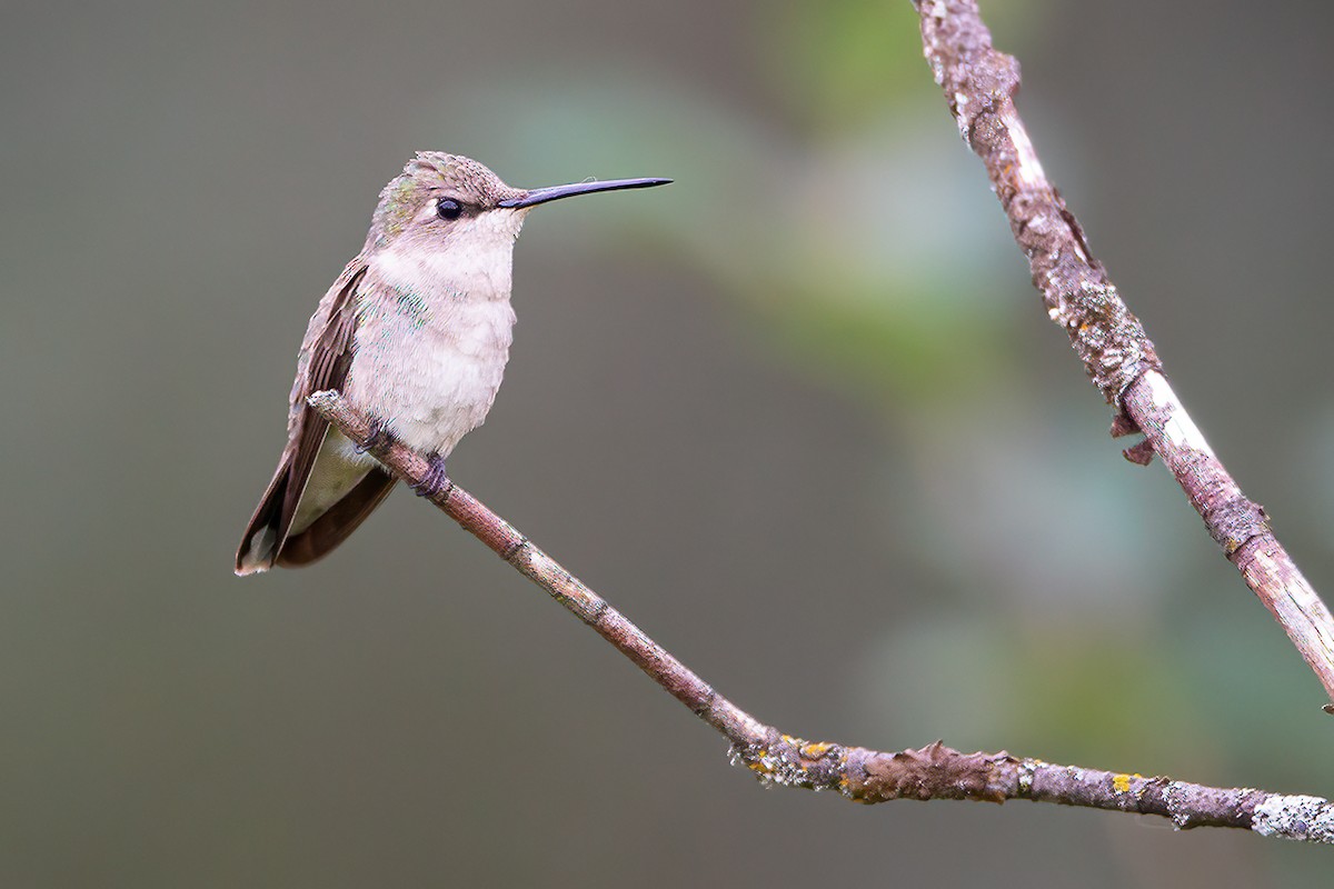 Black-chinned Hummingbird - ML360268261