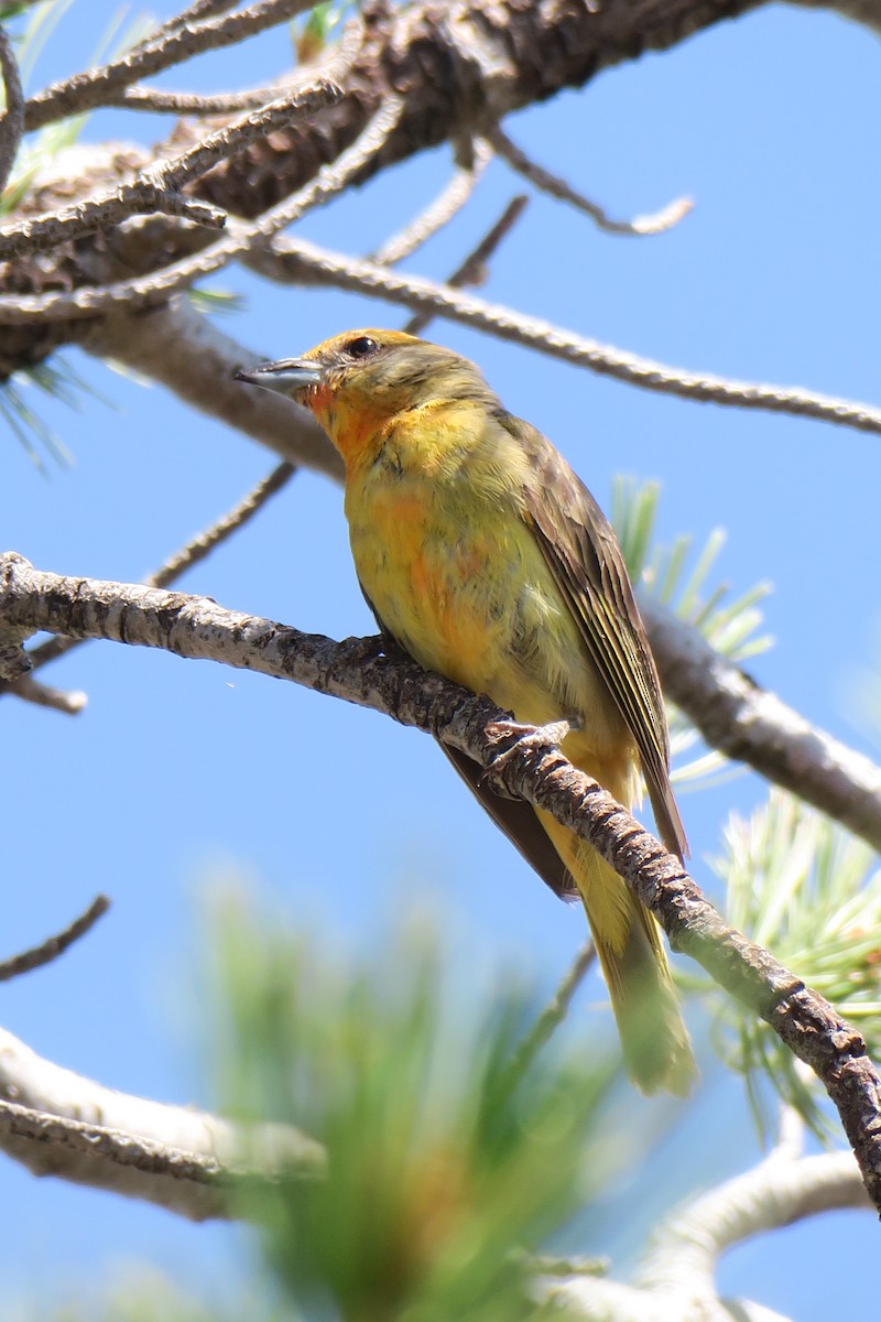 Hepatic Tanager - ML360269381