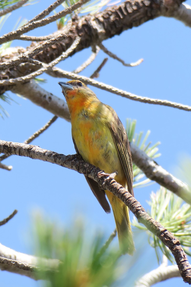 Hepatic Tanager - ML360269421
