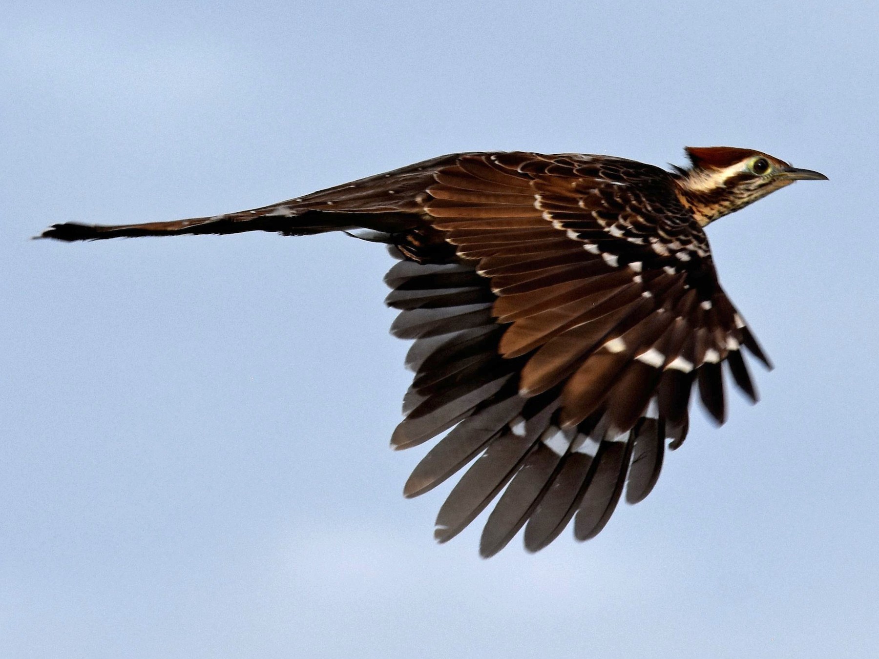 Pheasant Cuckoo - Nick Moore