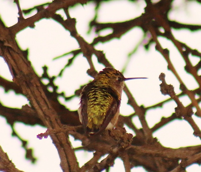 Calliope Hummingbird - Anuar López