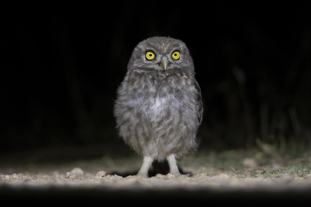 Little Owl - Marco Valentini