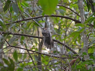 Habitat - Henry Cook - ML360275831