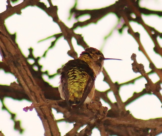 Calliope Hummingbird - ML36027671