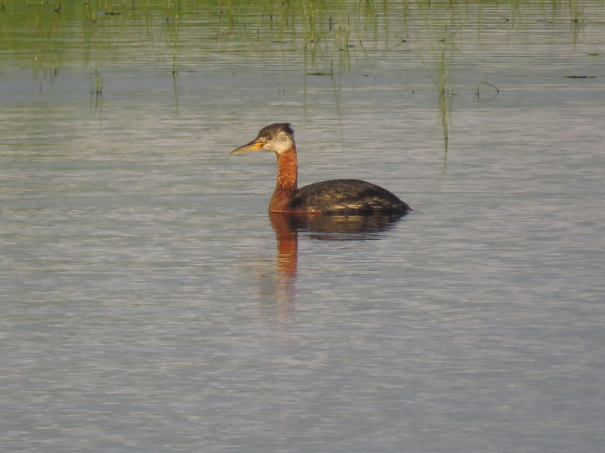 Red-necked Grebe - ML360278121