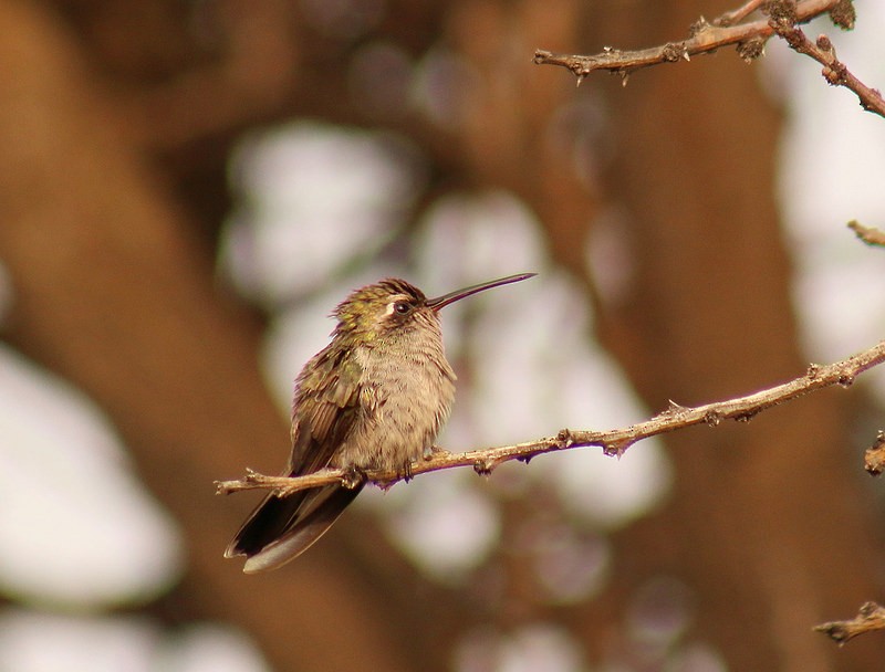 Broad-billed Hummingbird - ML36027861
