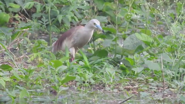 Indian Pond-Heron - ML360285071