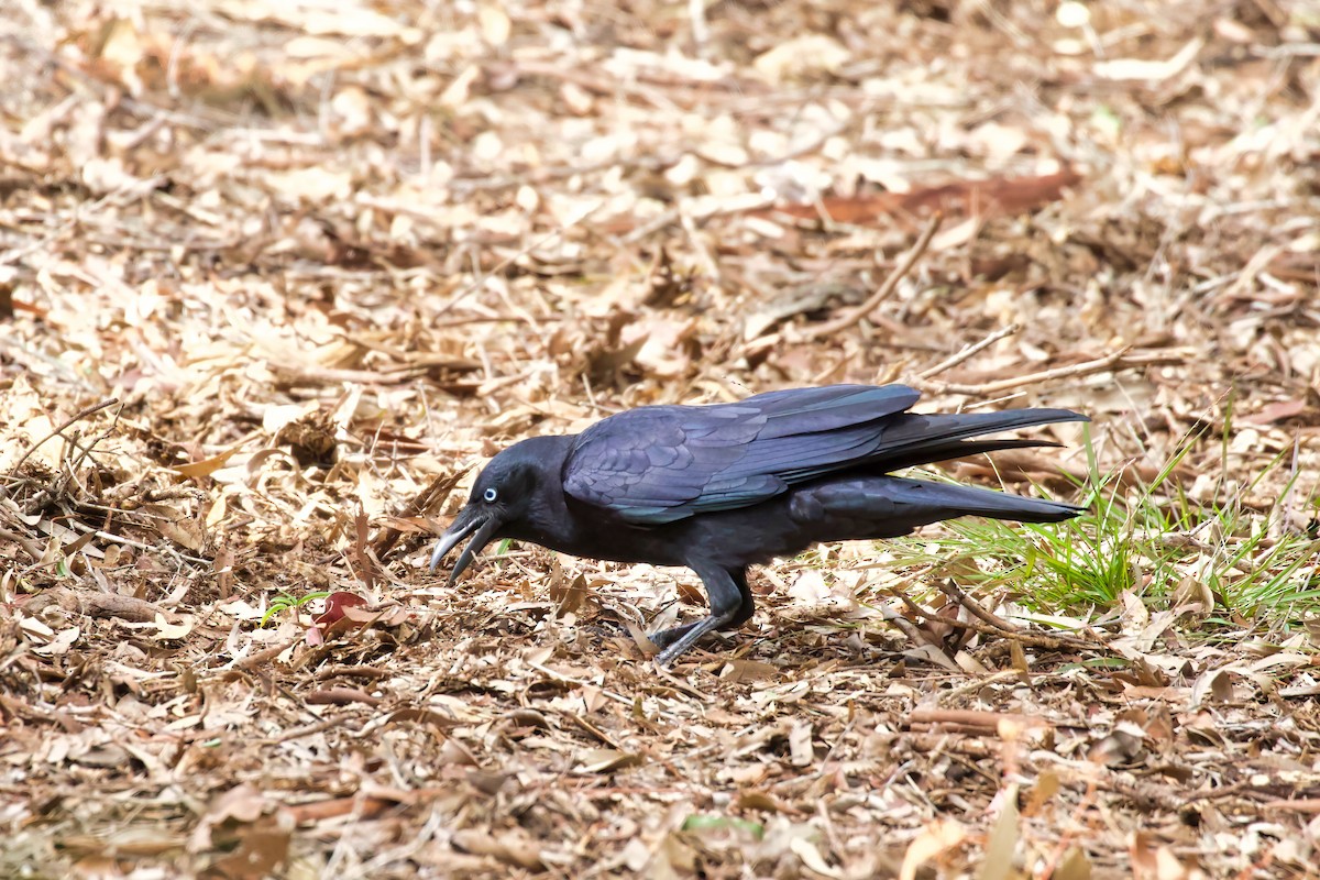 Torresian Crow - ML360287041