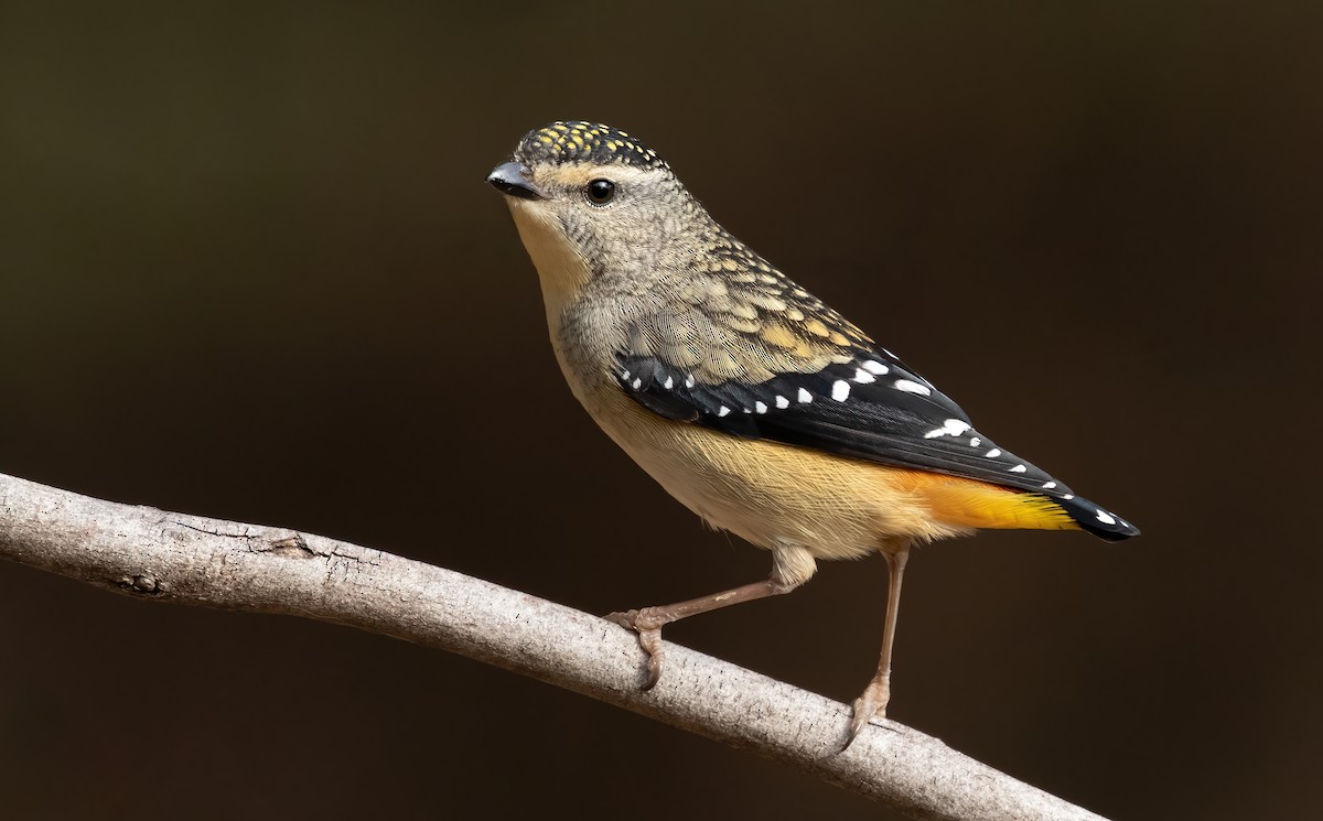 Spotted Pardalote - ML360287851