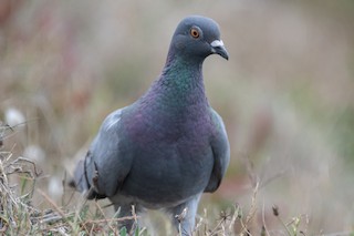 Rock Pigeon, ML360288071