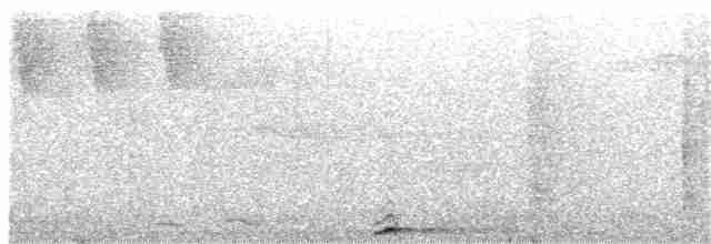 Carraca Terrestre Cabeciazul - ML360288261