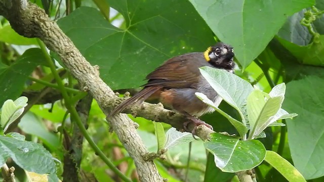 White-eared Ground-Sparrow - ML360293711