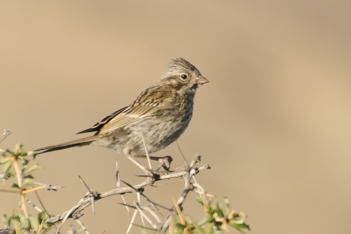 Rufous-collared Sparrow - ML36029961