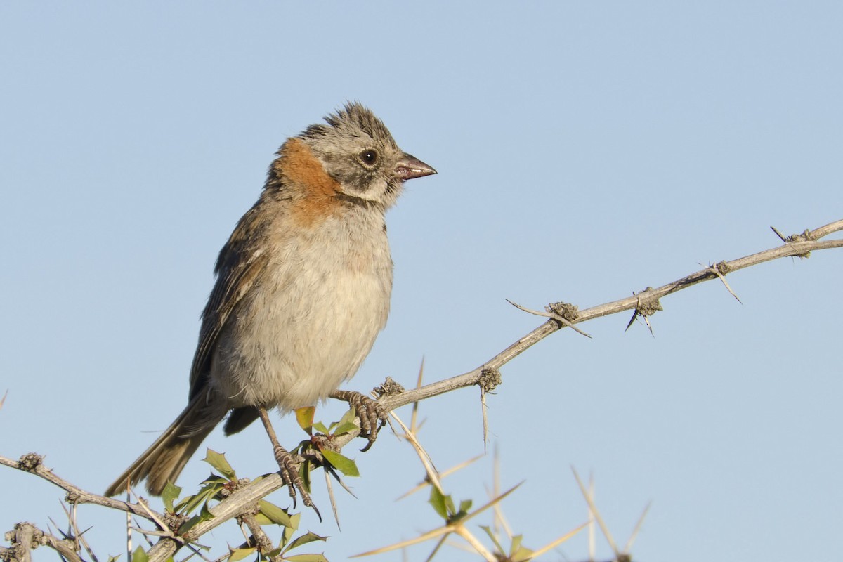 Rufous-collared Sparrow - ML36029971