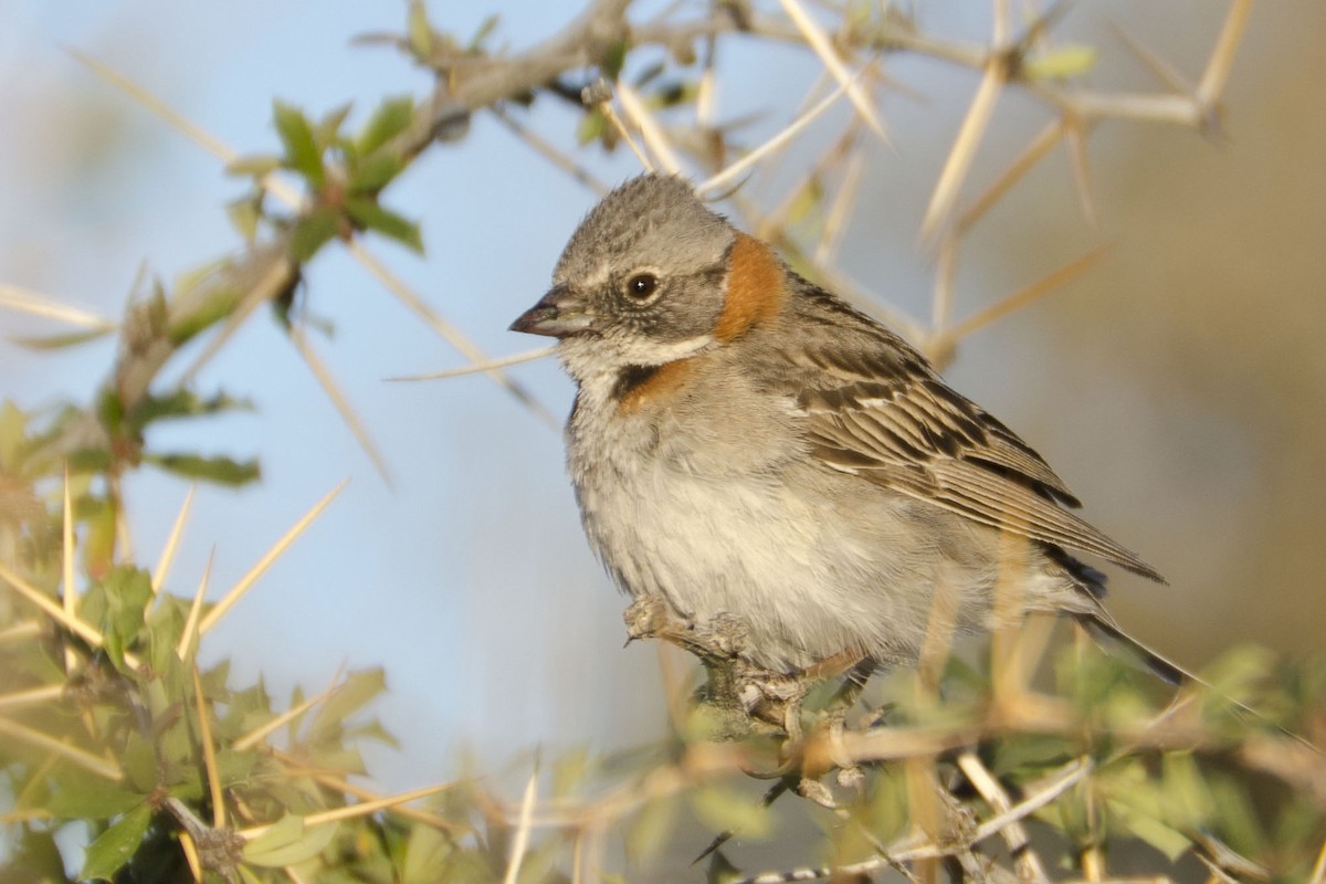 Rufous-collared Sparrow - Brian Davis