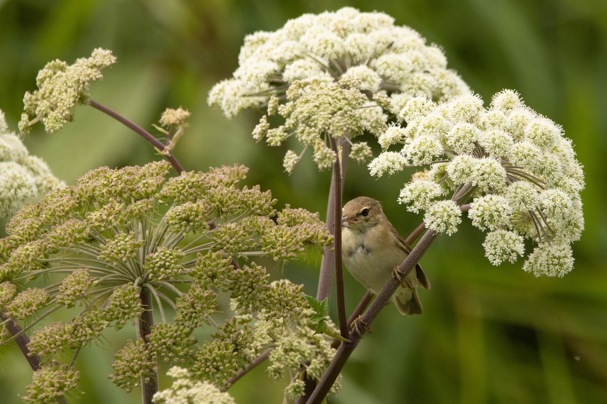 Common Reed Warbler - ML360304821