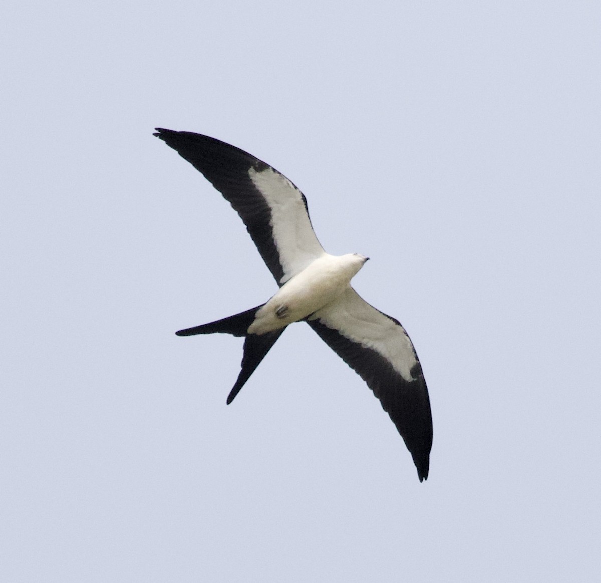 Swallow-tailed Kite - ML360305801