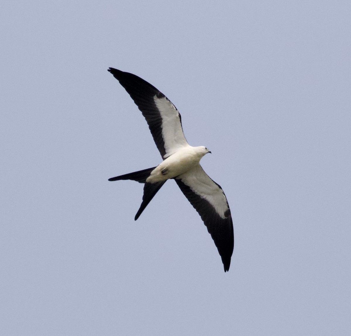 Swallow-tailed Kite - ML360305831
