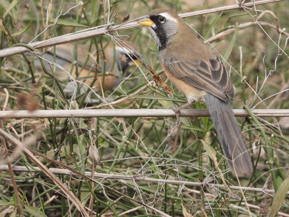 Many-colored Chaco Finch - ML360309961