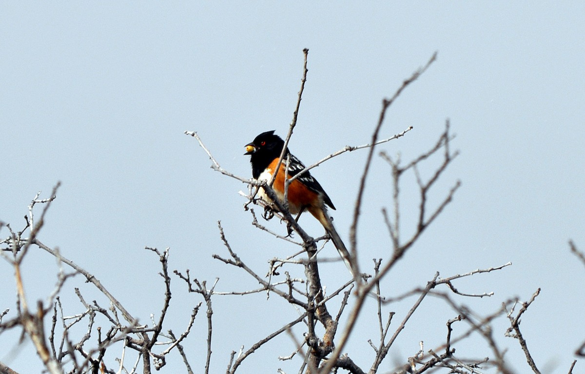Spotted Towhee - ML36031761