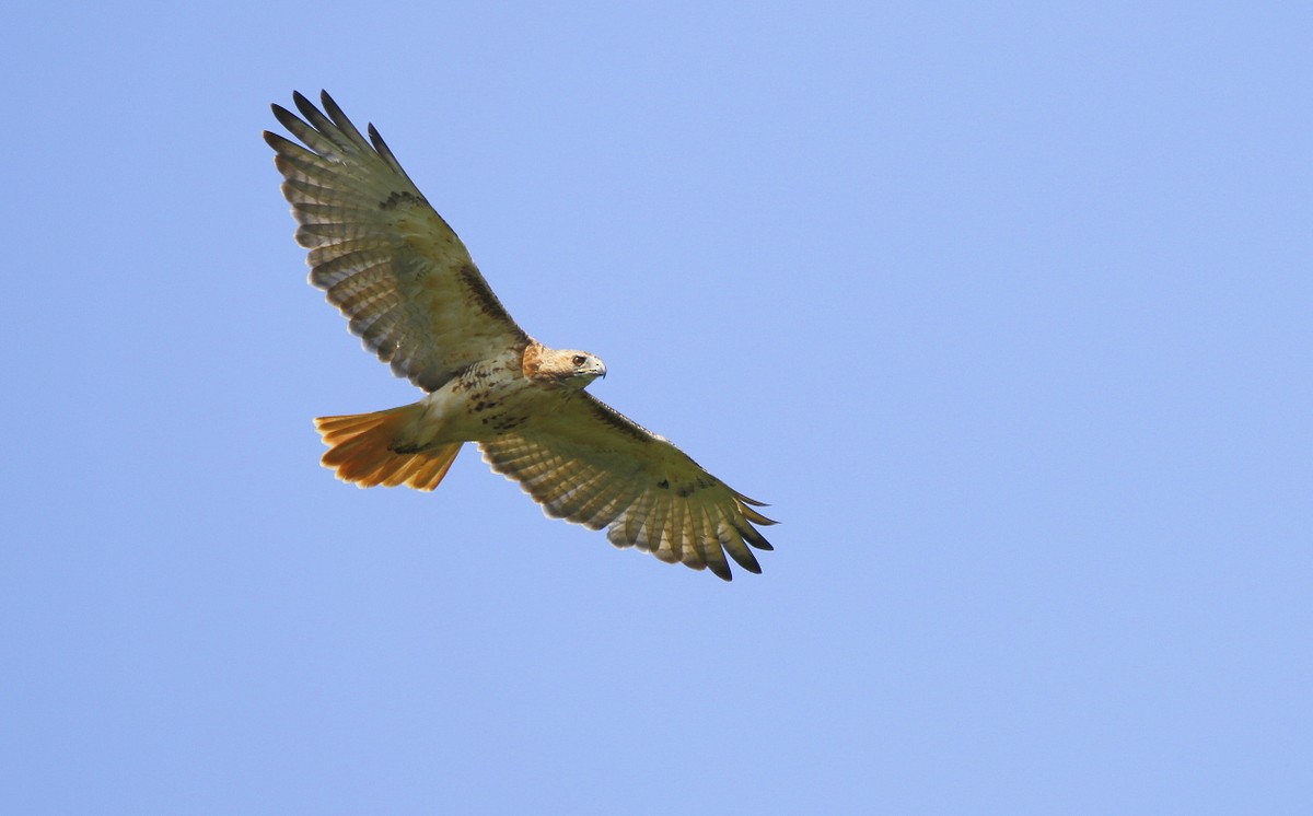 Red-tailed Hawk - ML360318401