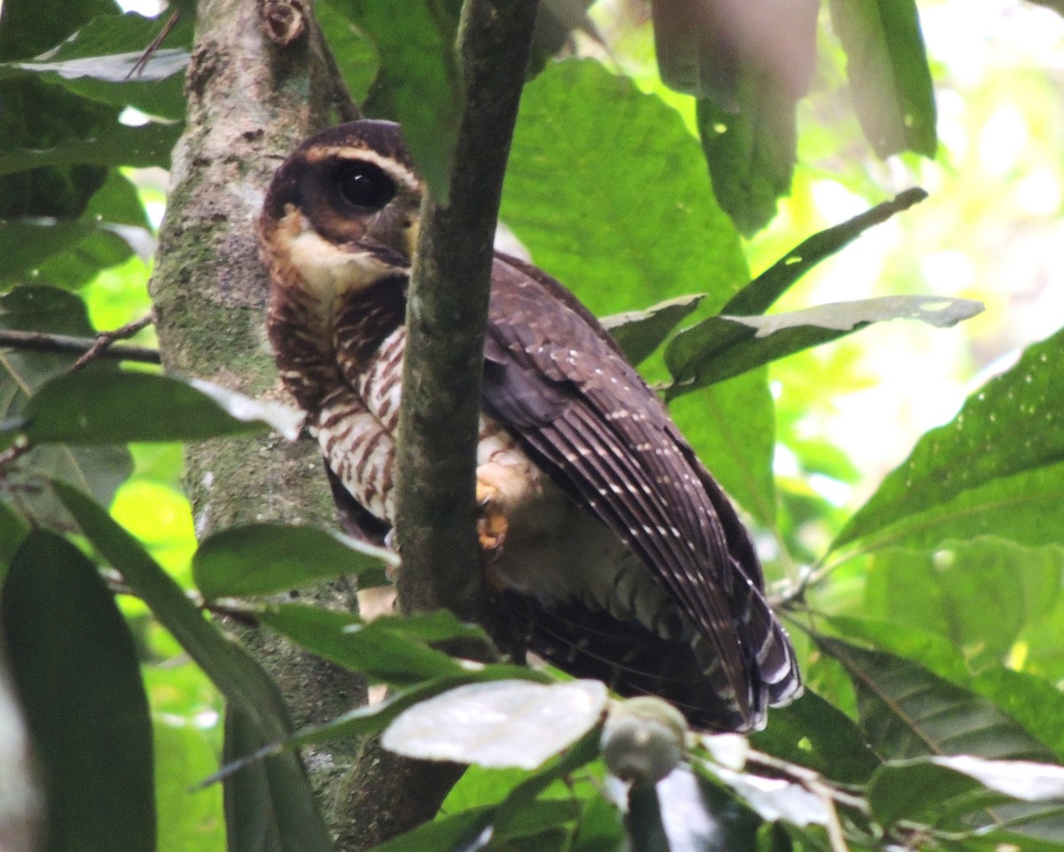 Band-bellied Owl - ML36032111