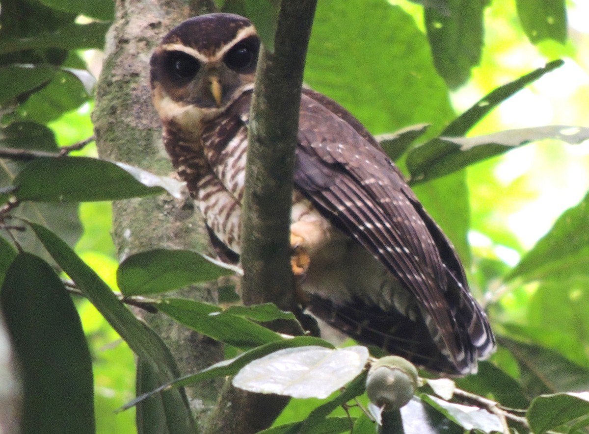Band-bellied Owl - ML36032121