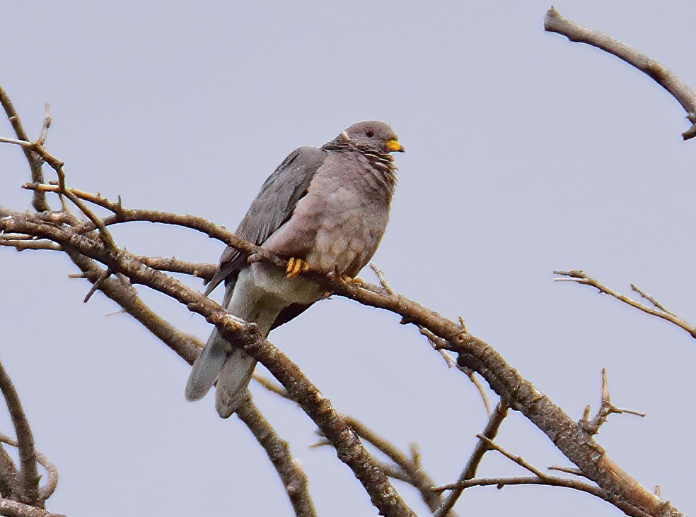 Band-tailed Pigeon - Ad Konings