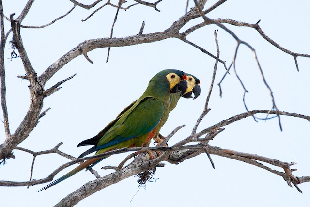 ☆ ルイ・イカール「Blue Macaw」-