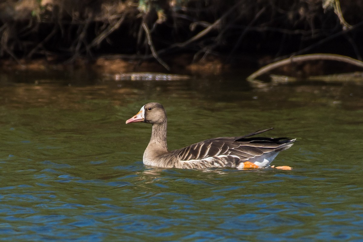 Greater White-fronted Goose - ML36033281