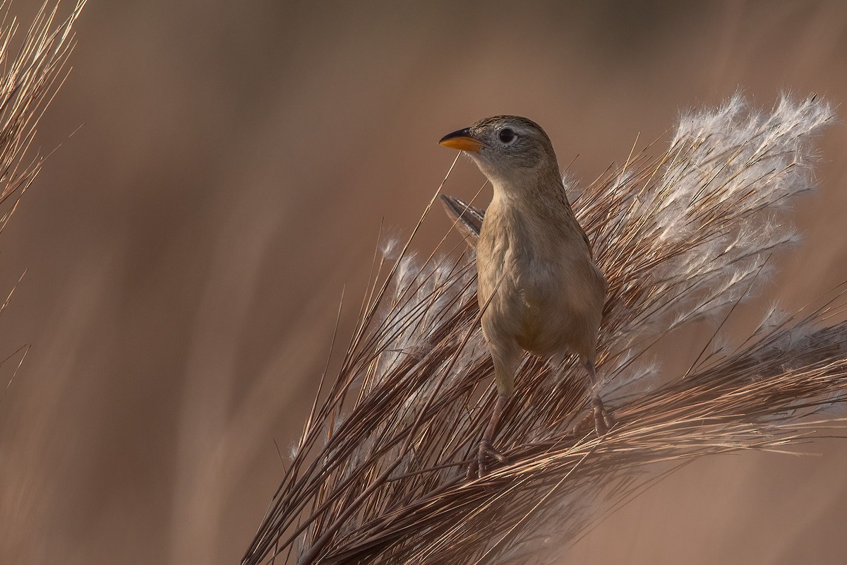 Wedge-tailed Grass-Finch - ML360335421