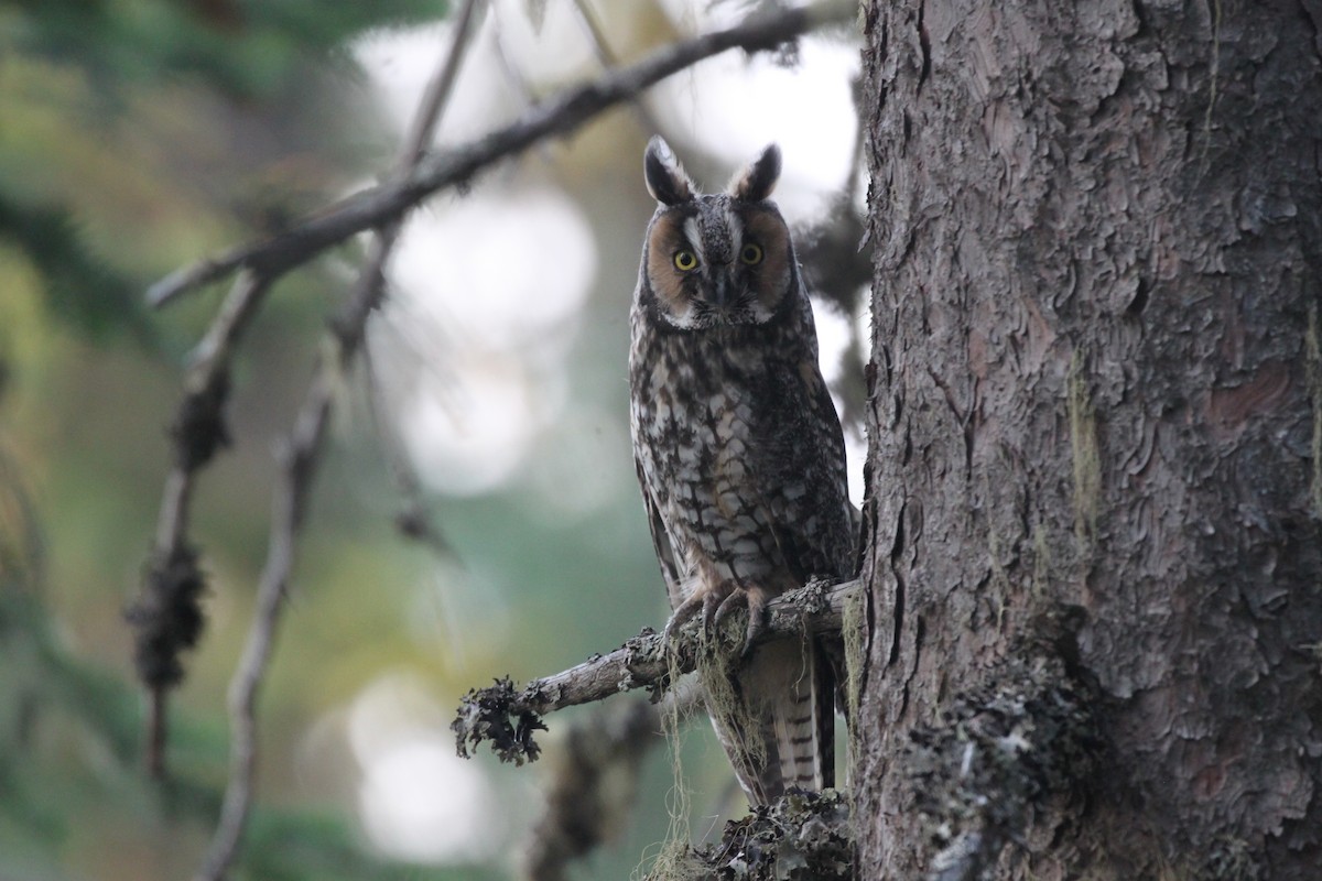Long-eared Owl (American) - Andrew Thomas 🦅🪶