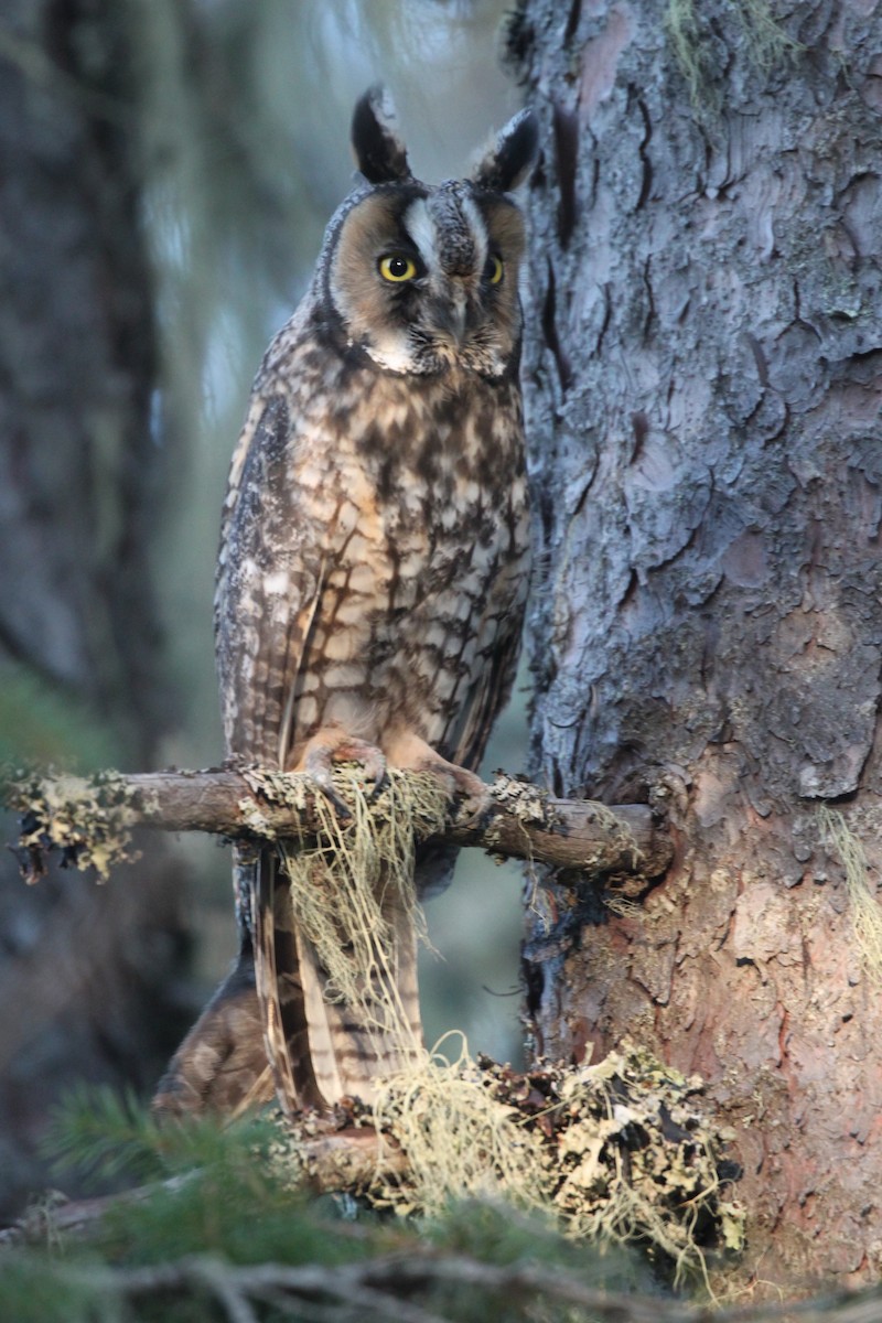 Long-eared Owl (American) - ML360338461