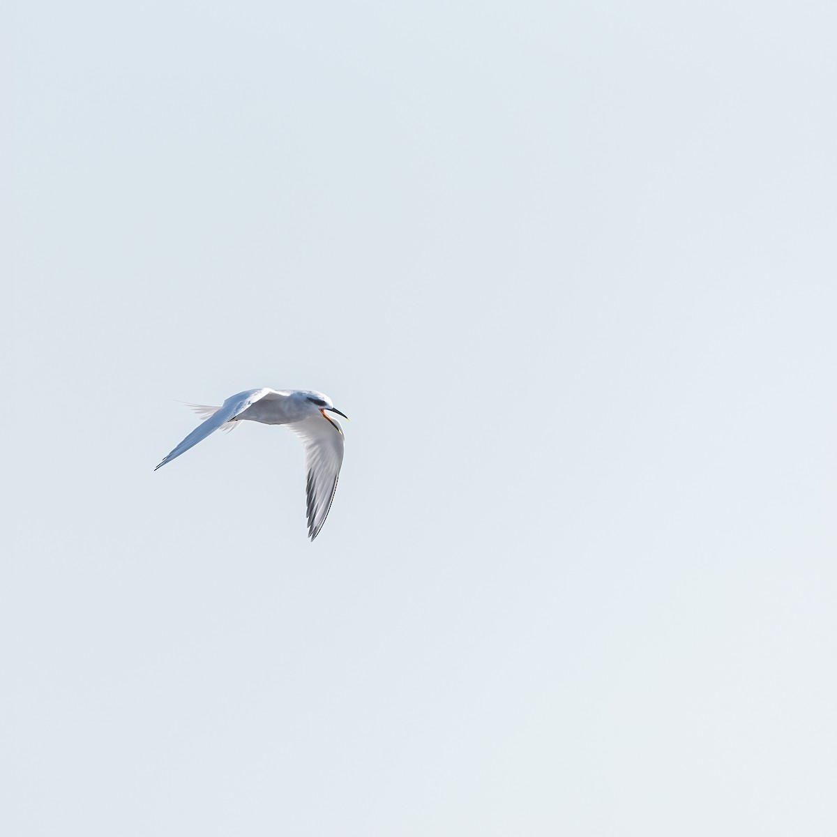 Snowy-crowned Tern - ML360343161