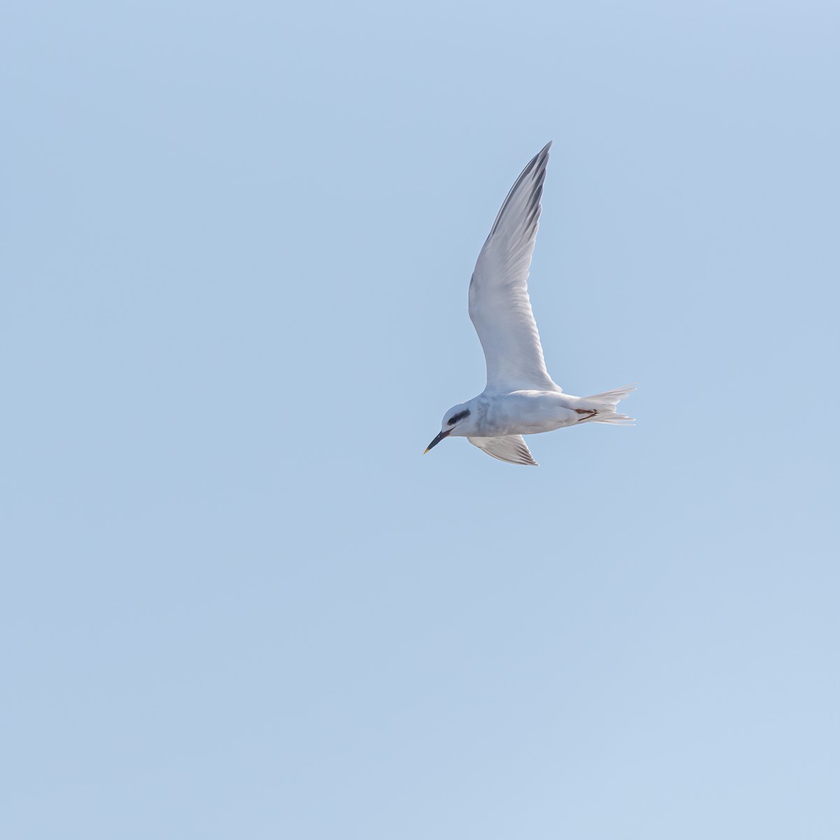 Snowy-crowned Tern - ML360343171
