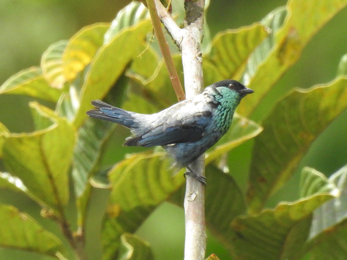Black-capped Tanager - ML360344681