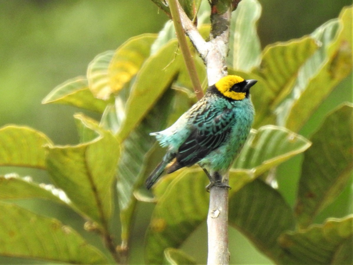 Saffron-crowned Tanager - ML360345581