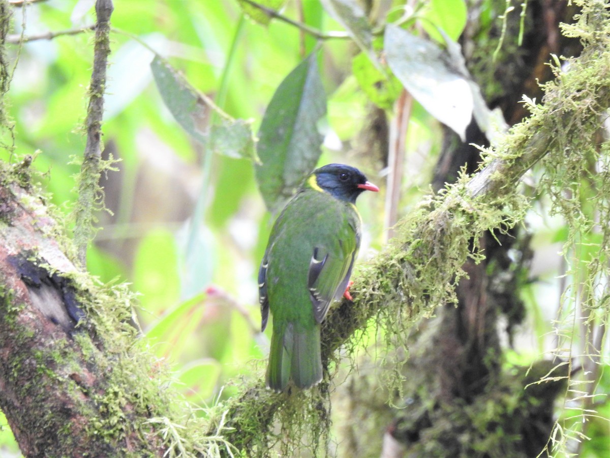 Green-and-black Fruiteater - ML360345941