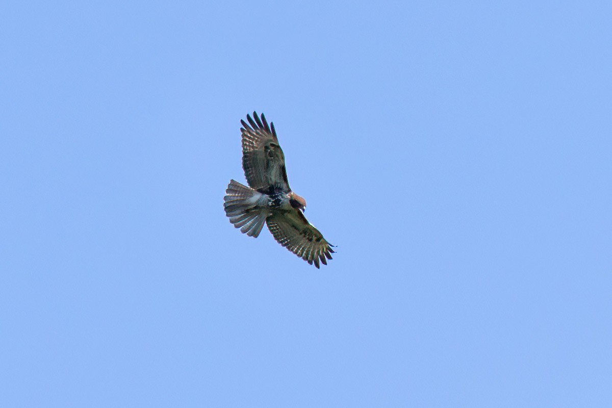 Red-tailed Hawk - ML360362561