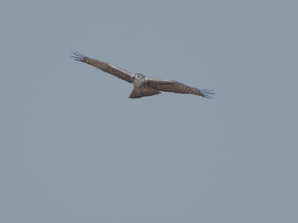 Ayres's Hawk-Eagle - ML360367831