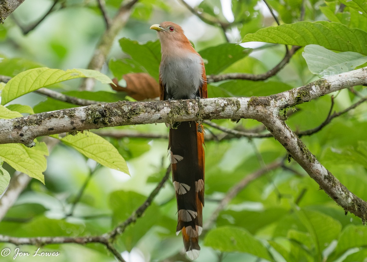 Squirrel Cuckoo (nigricrissa) - Jon Lowes