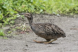  - Andean Tinamou