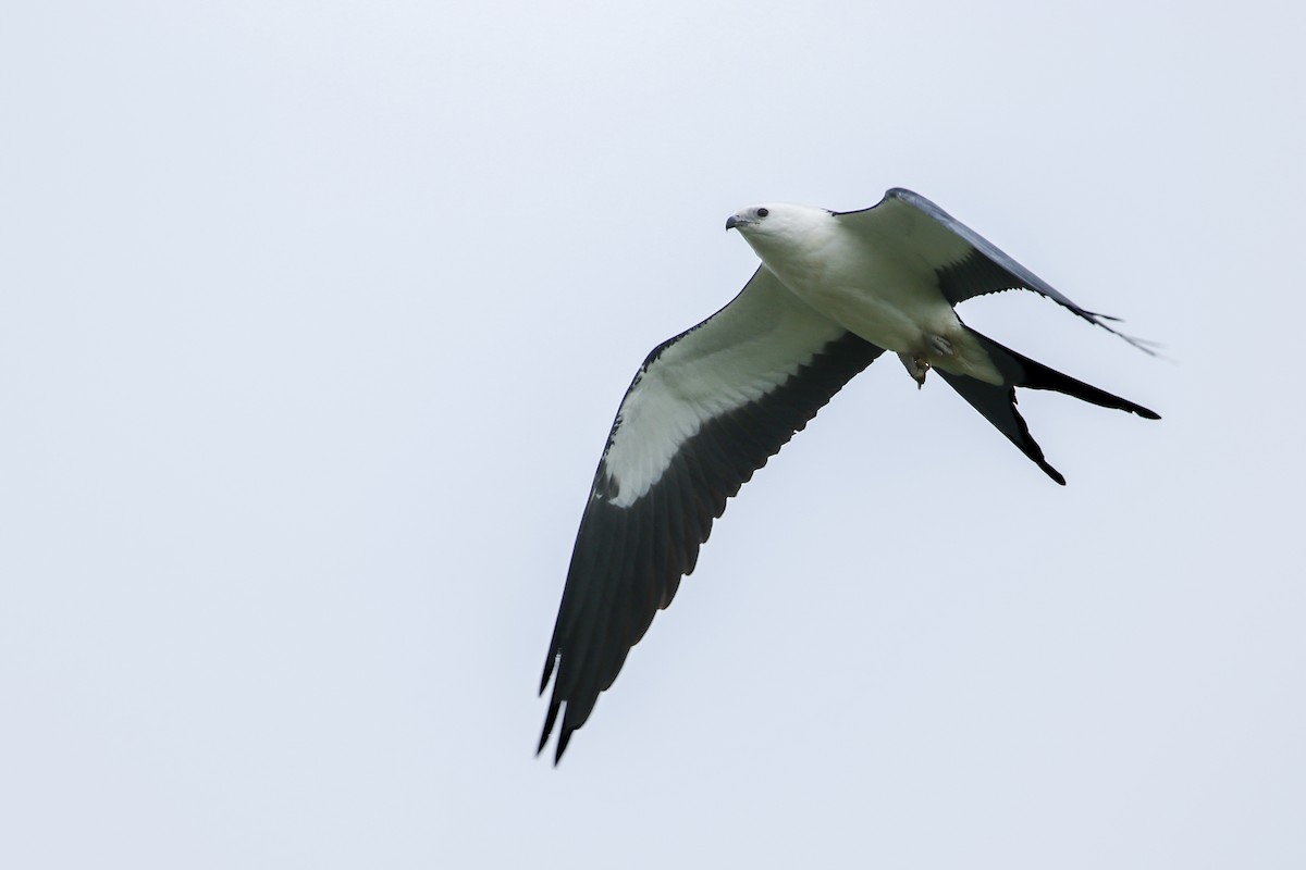 Swallow-tailed Kite - ML360376471