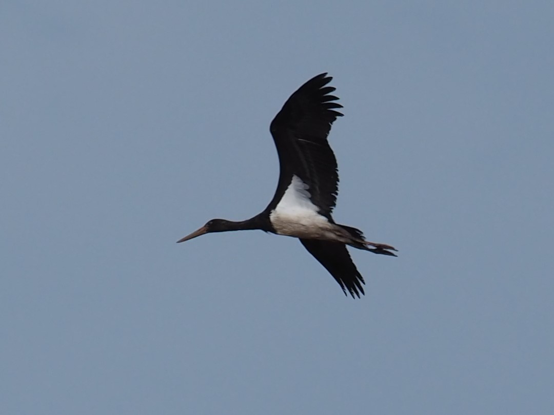 Black Stork - ML360379491