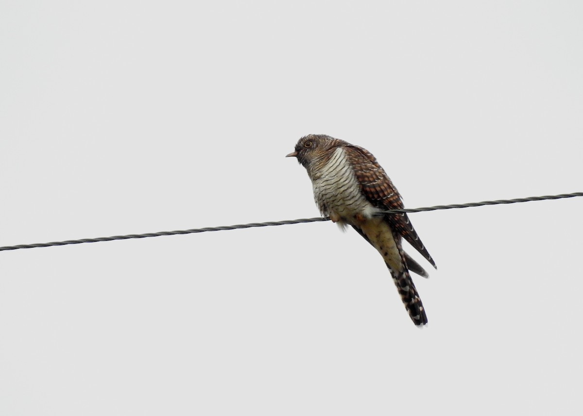 Common Cuckoo - ML360380701